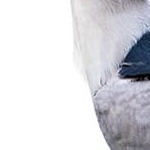 204A3363  Bihoreau gris